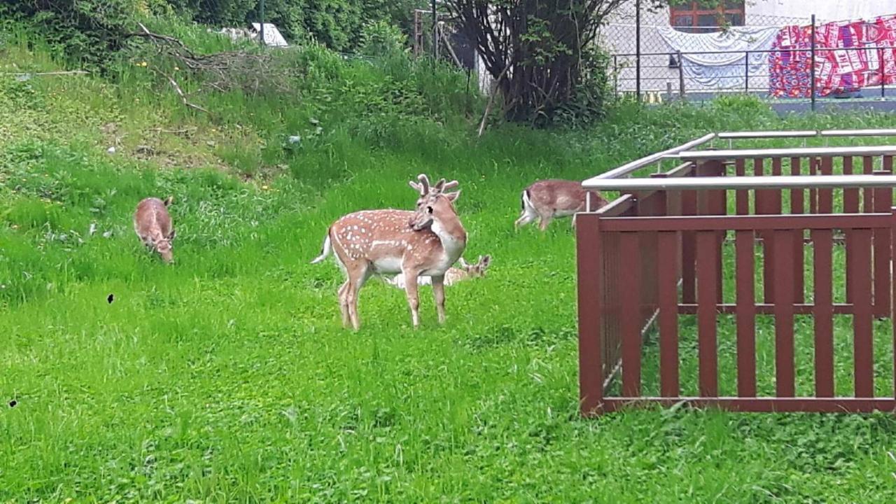 Gold Apartments Your Holiday Home Rodzinny 3 Krynica Zdroj Luaran gambar